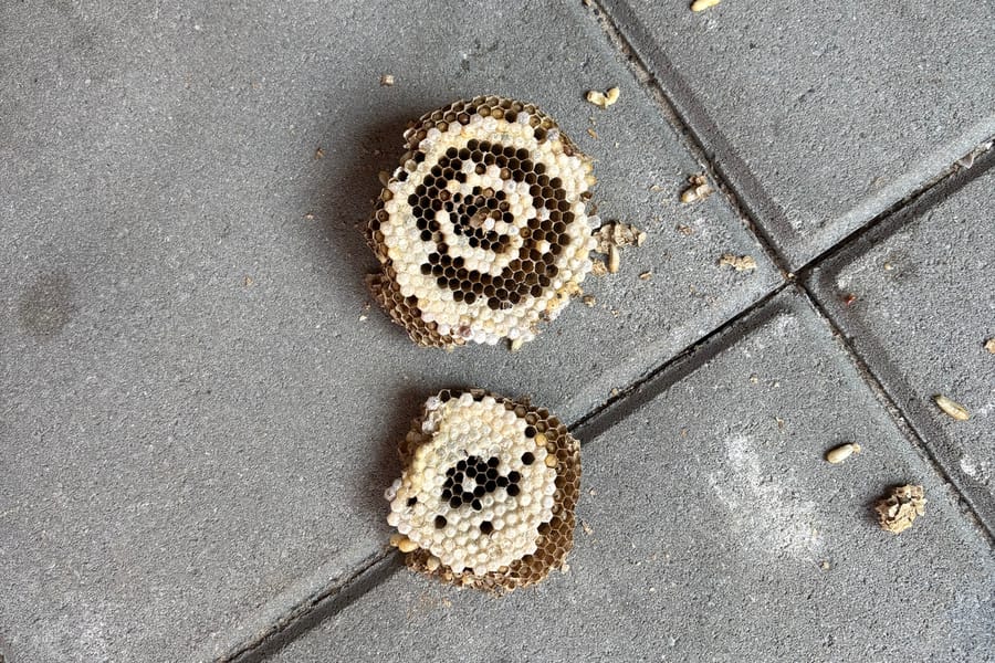 Wespennest verwijderen? Zo doe je dat veilig